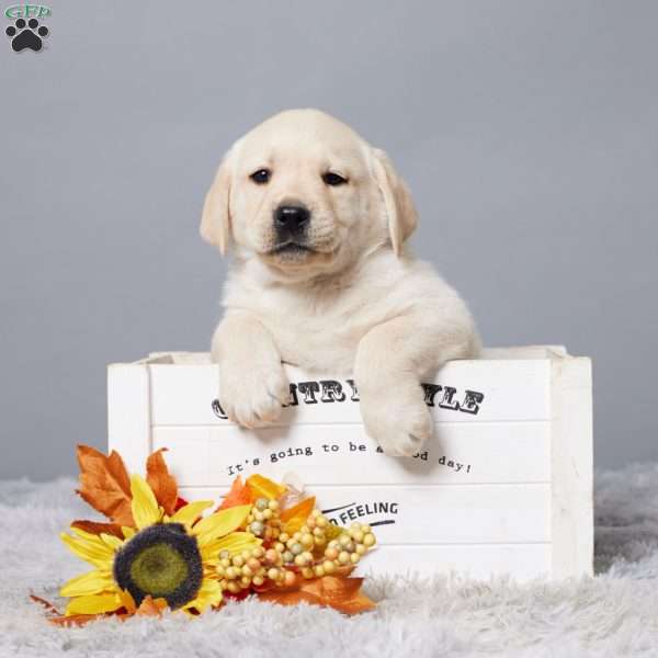 Maverick, Yellow Labrador Retriever Puppy